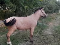 Cavallo, Cavalli — foto 4
