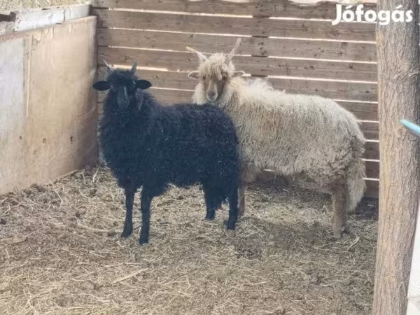 Wad, Sheep