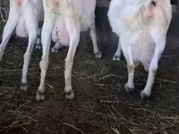 Kambing betina, Saanen goat — foto 4