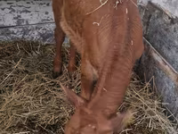 ላም, Limousin cow — ፎቶ 5
