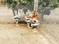 Chickens — foto 3