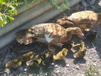 Domestic Muscovy — foto 2