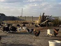 Chickens — φωτογραφία 3
