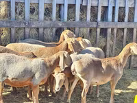 قوچ, Arashan sheep — عکس 3