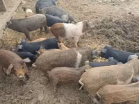 Doofaar lab, Pigs — sawirka 3