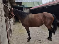 Mare, Thoroughbred horse — photo 2