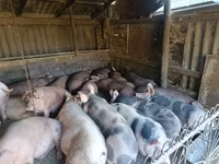 Cinghiale, Maiali — foto 1