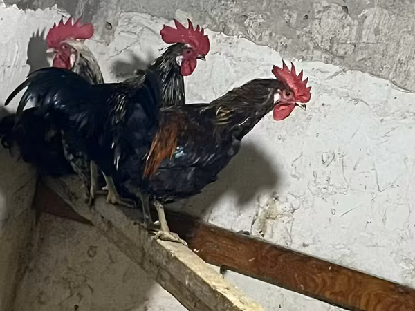 Chickens