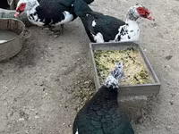 مسکوی خانگی — عکس 1