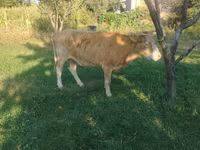 Ko, Alatau-racen — foto 6