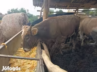Bik, Simmental cattle — fotografija 2