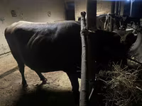 Lembu betina, Swiss cattle — foto 3