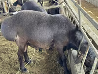 ஆண் ஆடு, Hissar sheep — புகைப்படம் 3