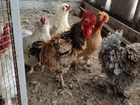 Chickens — عکس 3