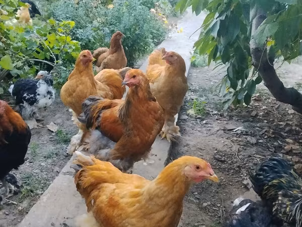 کوچین