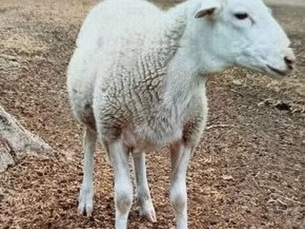 Ram, Dorper sheep — Hungary