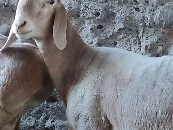 Dume la kondoo, Arashan sheep