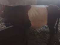 Cow, Cattle — photo 2