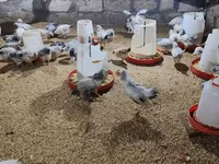 Chickens — รูปภาพ 6