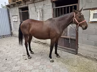 Mare, Thoroughbred horse — photo 3