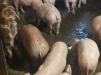 Suini (lotto, sesso non specificato), Maiali — foto 1