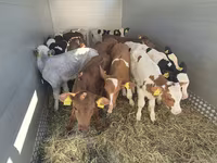 Toro, Simmental cattle — foto 1