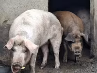 Scrofa, Дюрок — foto 8