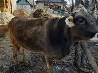 Cow, Swiss cattle — photo 8