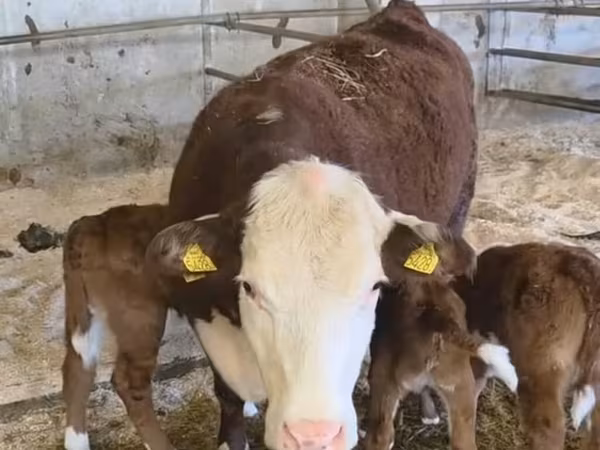Lembu betina, Hereford