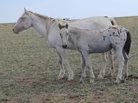 مادیان, Kazakh horse — عکس 1