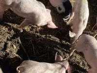 Vepar, Свиње — fotografija 3