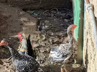 Chickens — تصویر 3