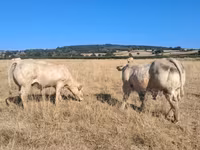 Bull, Cast cow — photo 8