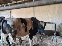 วัวตัวผู้, Russian Black pied cattle — รูปภาพ 1