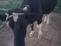 Krava, Latvian Blue cattle — foto 3