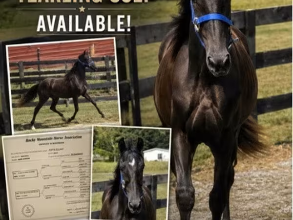 اسب نر, Rocky Mountain Horse