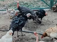 Turkeys — عکس 2