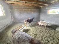 Pecora, Hissar sheep — foto 2