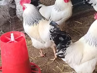 አድለር ሲልቨር — ፎቶ 3