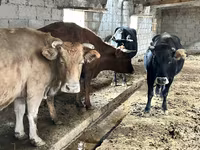 Krava, Simmental cattle — foto 2
