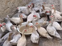 Guinea fowl — foto 1