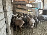 كبش, الأغنام — الصورة 5