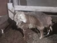 Овен, Hissar sheep — снимка 2