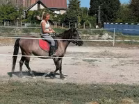 ม้าตัวเมีย, Polish pony — รูปภาพ 4
