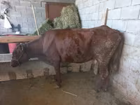 Koe, Latvian Blue cattle — foto 6