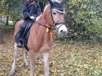 Aygır, Haflinger — foto 2