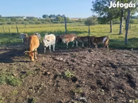 Boğa, Zebu — foto 6