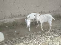Koza, Alpine goat — foto 1