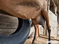 Kambing betina, Alpine goat — foto 2