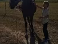 수말, Dutch warmblood horse — 사진 2